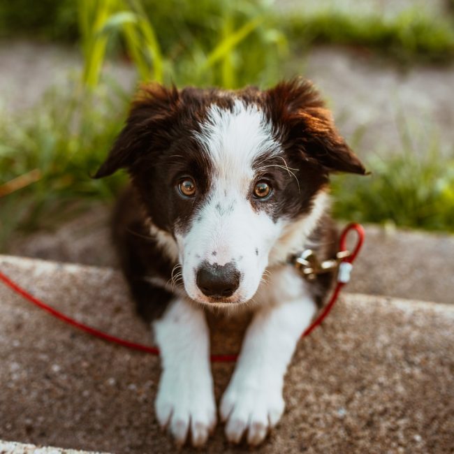 short-coated white and brown puppy on stairs