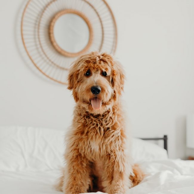 long-coated brown dog