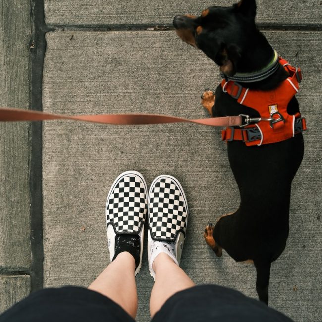 black and brown short coated dog